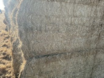 250mt Rice Straw 500kg 8x4x3 Bales