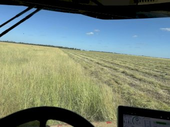 500 mt Bambatsie Pasture Grass Hay