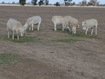 Aussie White Rams