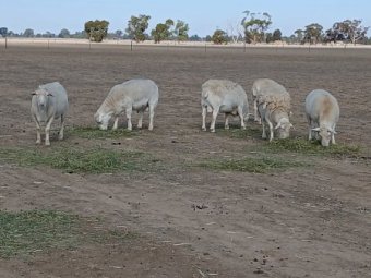 Aussie White Rams