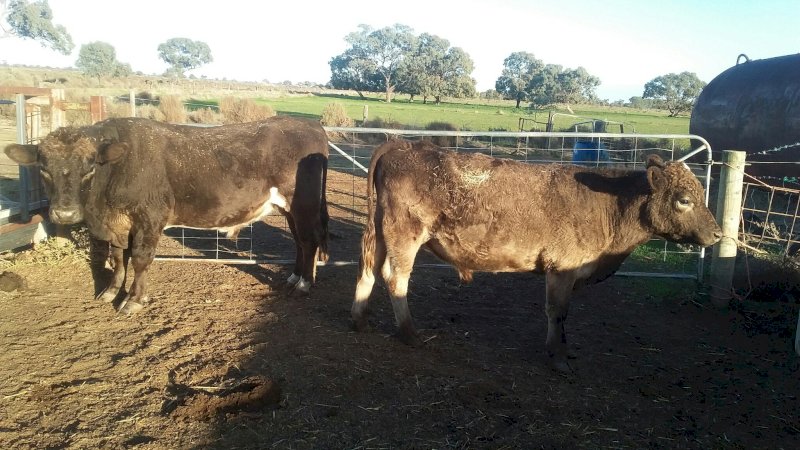 2 Murray Grey Bulls