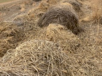 180 X Old Season Triticale Hay 5X4 Round Bales
