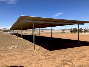 Livestock Feeding Shade/Shed