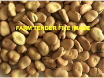 60MT Samira Faba Beans