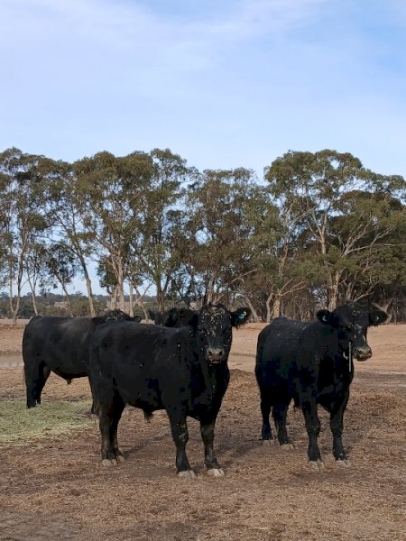 10 x Angus Bulls