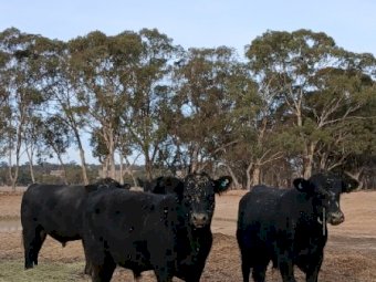 10 x Angus Bulls