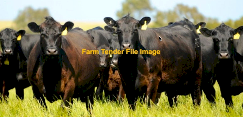 90 x Angus Cows and Calves