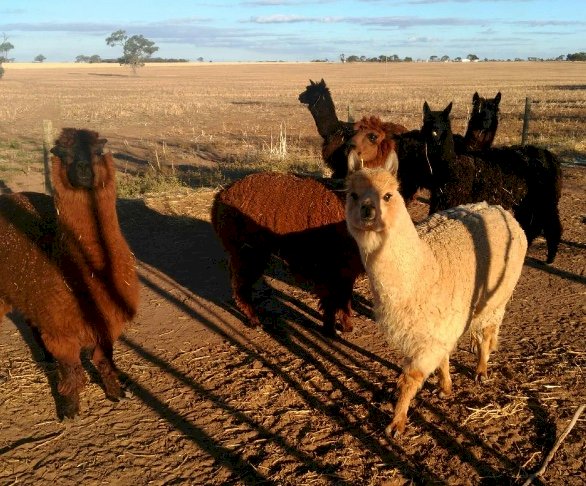 WANTED Alpaca Fleece