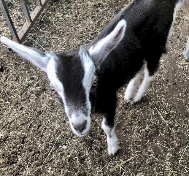 Sold pending. Toggenburg Young Tame Dairy Goats, Doelings with Free Wethers