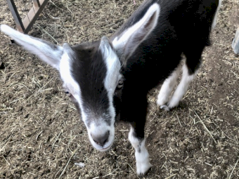 Sold pending. Toggenburg Young Tame Dairy Goats, Doelings with Free Wethers