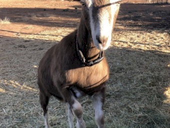 Sold pending. Toggenburg Young Tame Dairy Goats, Doelings with Free Wethers