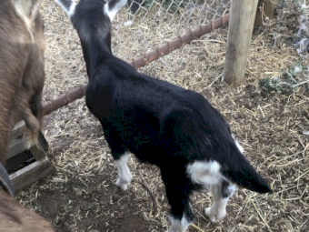 Sold pending. Toggenburg Young Tame Dairy Goats, Doelings with Free Wethers