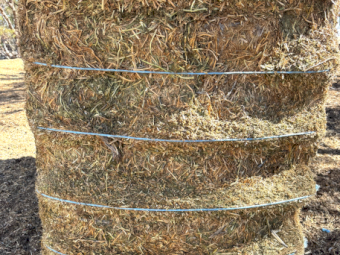 12 x Vetch Hay 670kg 8x4x3 Bales