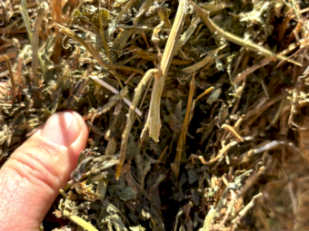 12 x Vetch Hay 670kg 8x4x3 Bales