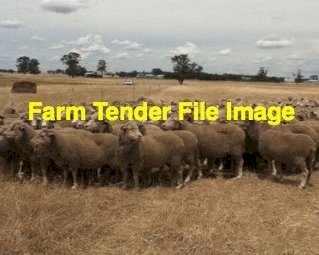 150 Standing Lamb Ewes
