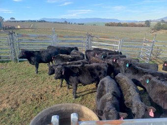 Pure Bred Angus Weaners x 25