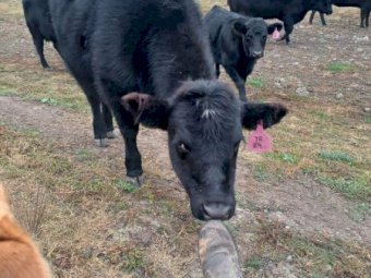 Pure Bred Angus Weaners x 25