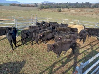 Pure Bred Angus Weaners x 25