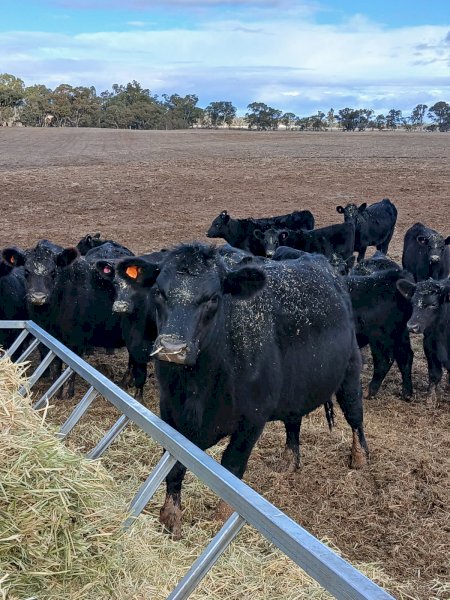 Angus Heifers in Calf
