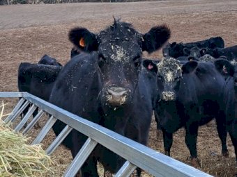 Angus Heifers in Calf