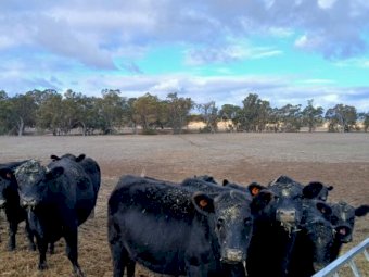Angus Heifers in Calf