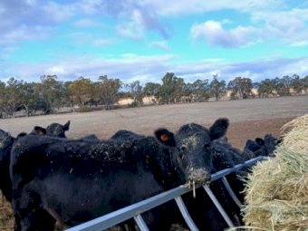 Angus Heifers in Calf