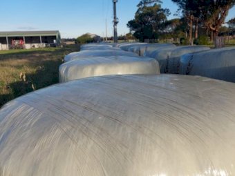 60 Bales Rye & Lucerne & Rye Grass Silage