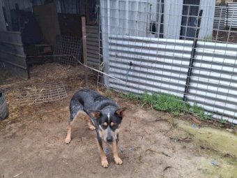 Blue Heeler  (Tommy)