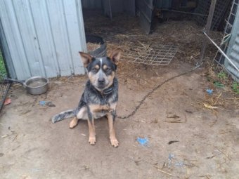 Blue Heeler  (Tommy)