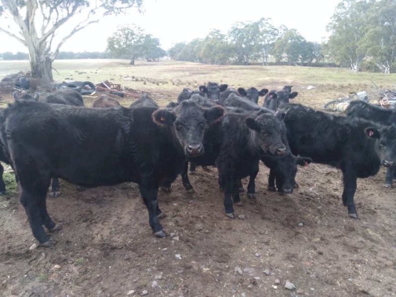 56 x Heifers and Steers