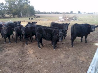 56 x Heifers and Steers