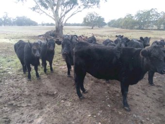 56 x Heifers and Steers