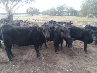 56 x Heifers and Steers