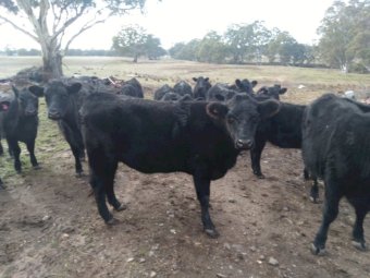 56 x Heifers and Steers