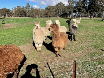 Alpacas x 8