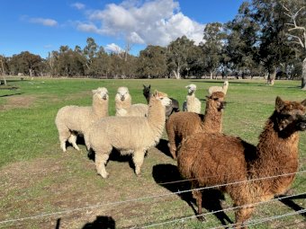 Alpacas x 8