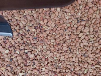 Faba Beans