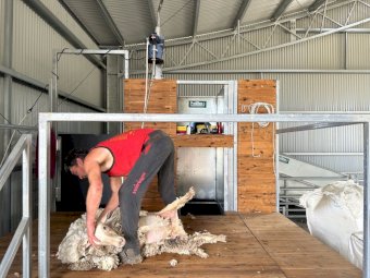 Proway Shearing Module