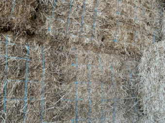 Wheaten Straw Small Squares in 21 Bale Barron Packs