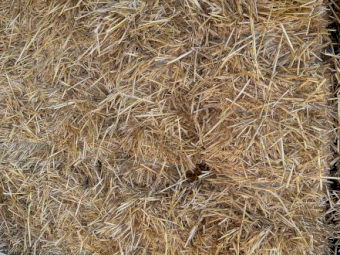 Wheaten Straw Small Squares in 21 Bale Barron Packs