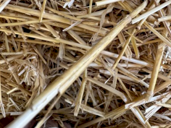 Wheaten Straw Small Squares in 21 Bale Barron Packs