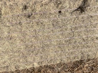 50 m/t Rhodes Grass Hay