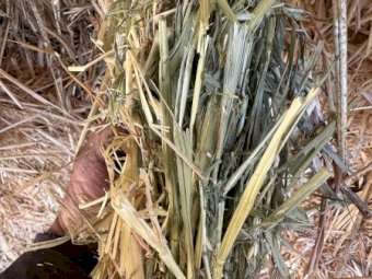 70mt Oaten Hay 8x4x3 Bales