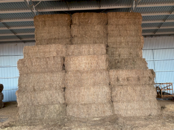 38mt Vetch Hay 635kg 8x4x3 Bales