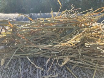 88mt Cereal & Rye Grass Hay