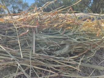 88mt Cereal & Rye Grass Hay
