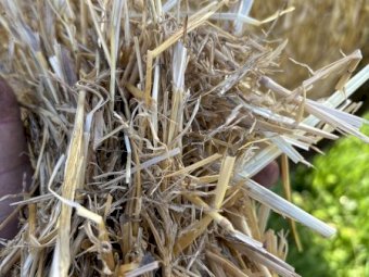 100 Header Trailed Barley Straw Bales