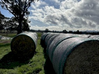100 Header Trailed Barley Straw Bales