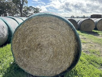 100 Header Trailed Barley Straw Bales