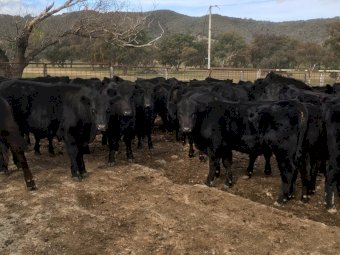 WANTED Agistment for Approx 100 Head of Angus Cattle